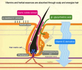 hair-mechanism.jpg